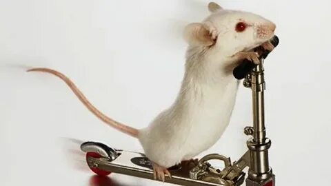 These are funny mouse