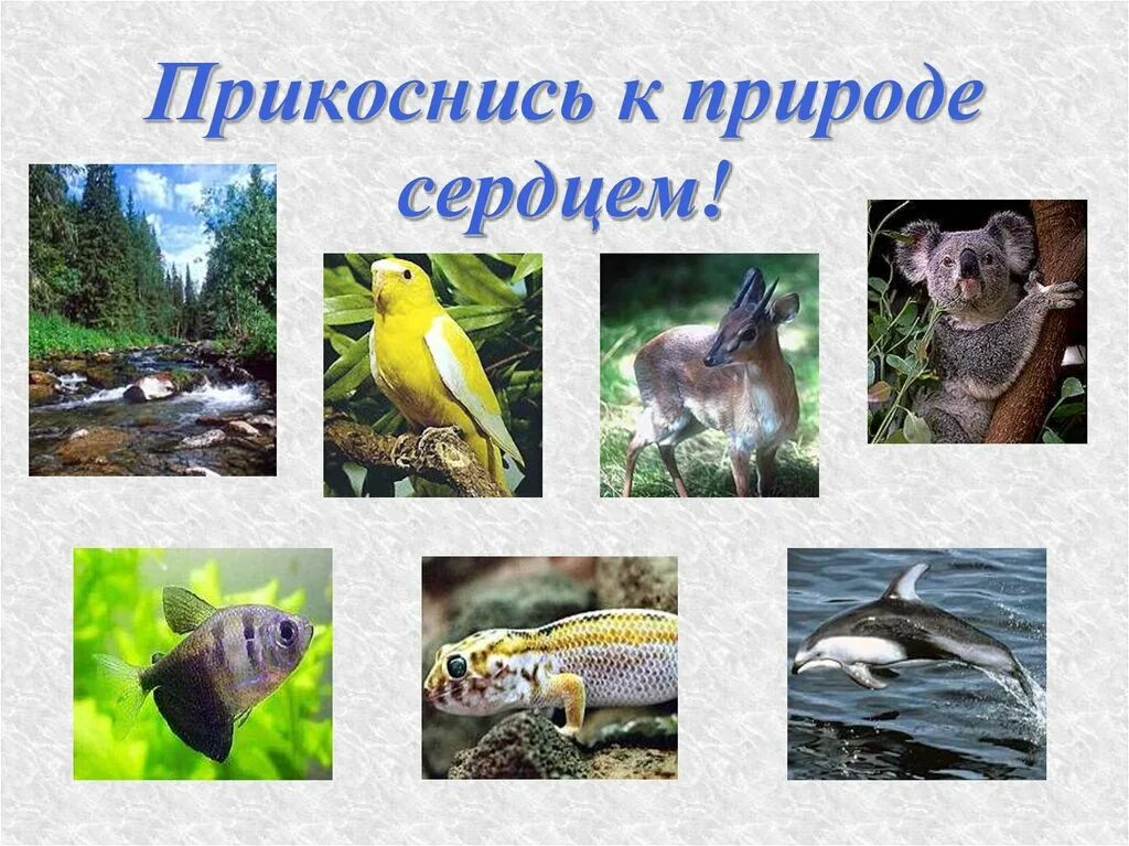 Почему животные разные окружающий мир 3 класс. Прикоснись к природе сердцем. проект разнообразие животных. строение и разнообразие животных. животные относятся к природе.