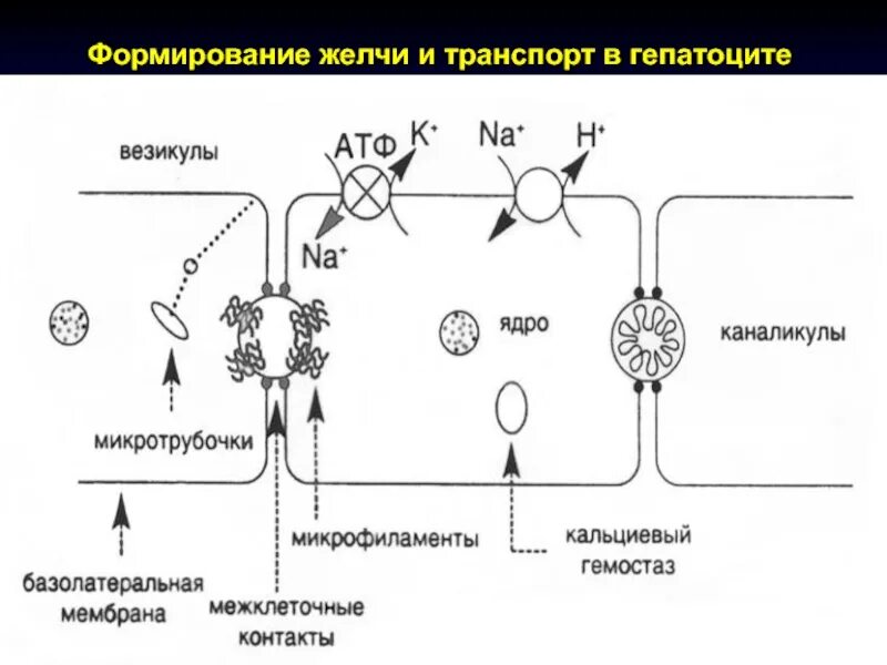 Схема механизма образования желчи. Механизм образования фракции желчи, независимый от желчных кислот. Гепатоциты Синтез желчи. Гепатоциты желчь схема.