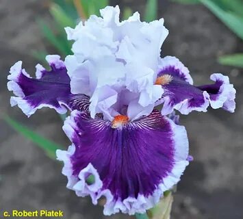Iris me