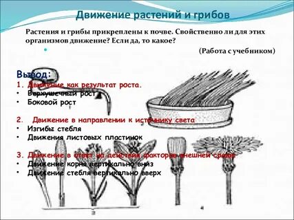 Способы передвижения растений