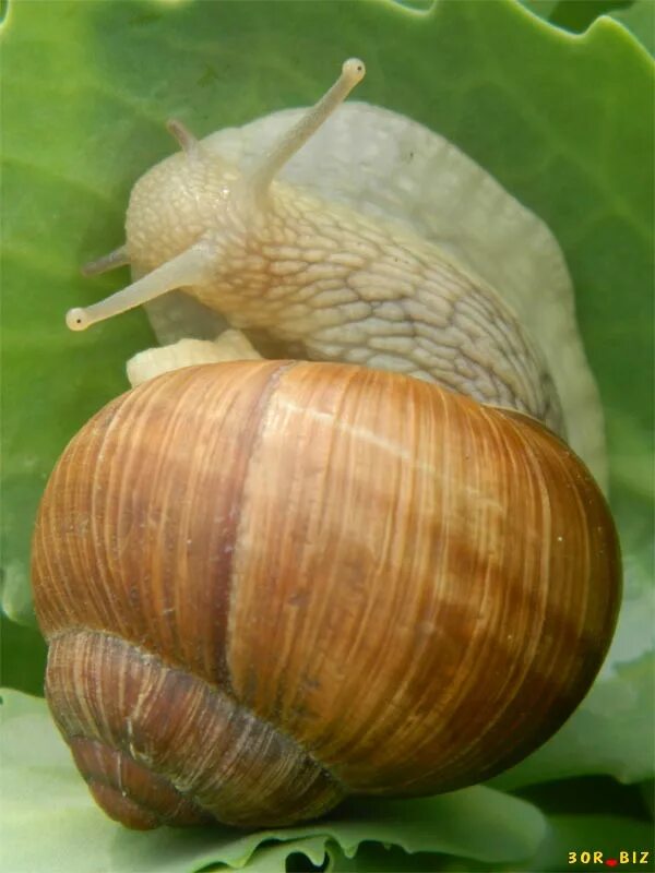 Улитка Helix pomatia. Виноградная улитка большая. Подмосковные виноградные улитки. Виноградная улитка съедобная.