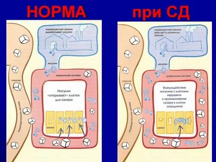 Клетки сахара