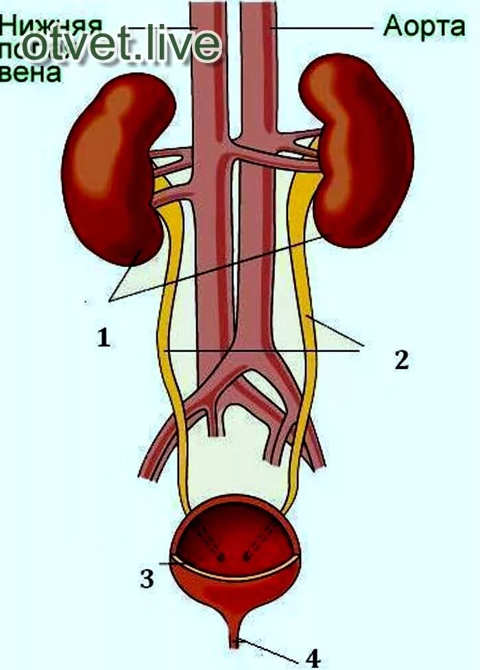 Мочеточник вопросы. Почки и мочевыделительная система. Анатомия почек и мочевыводящих. Анатомия мочевыделительной системы. Название органов мочевыделительной системы.