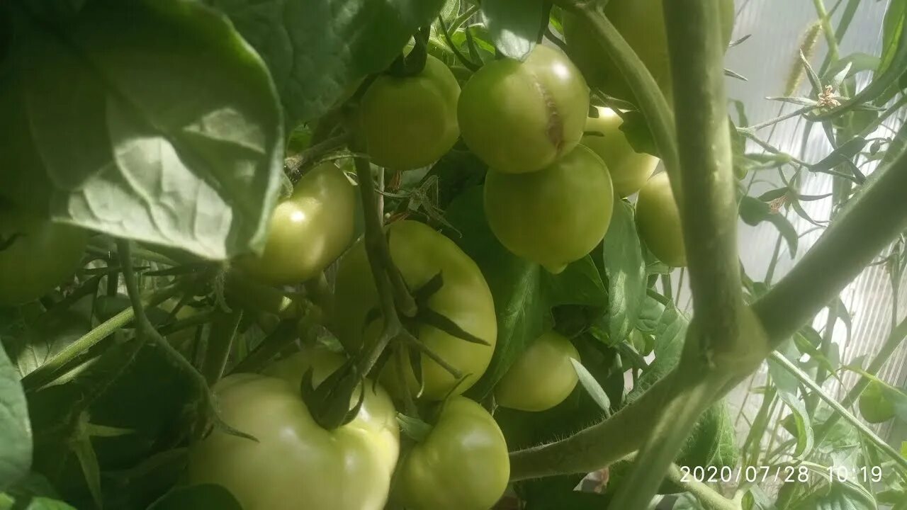 Томат выстрел. Томаты выстрел фото. томат выстрел характеристика. помидоры сорта выстрел фото и описание.