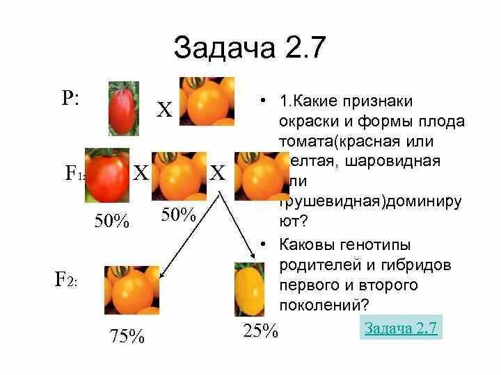 Составить задачу на дигибридное скрещивание. Задачи на генетику дигибридное скрещивание. Решение генетических задач на дигибридное скрещивание. Задачи на дигибридное скрещивание легкие. Задачи по биологии на дигибридное скрещивание.