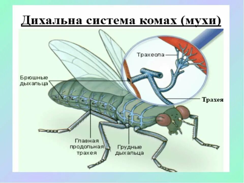 Какую функцию выполняет трахея майского жука