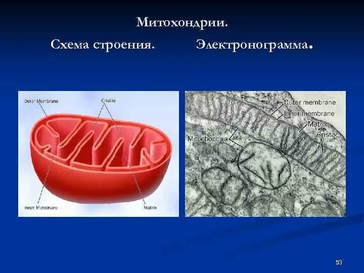 Каково строение митохондрии. Митохондрии строение и функции. Строение митохондрии кратко. Схема строения митохондрии. Митохондрии строение и функции рисунок.