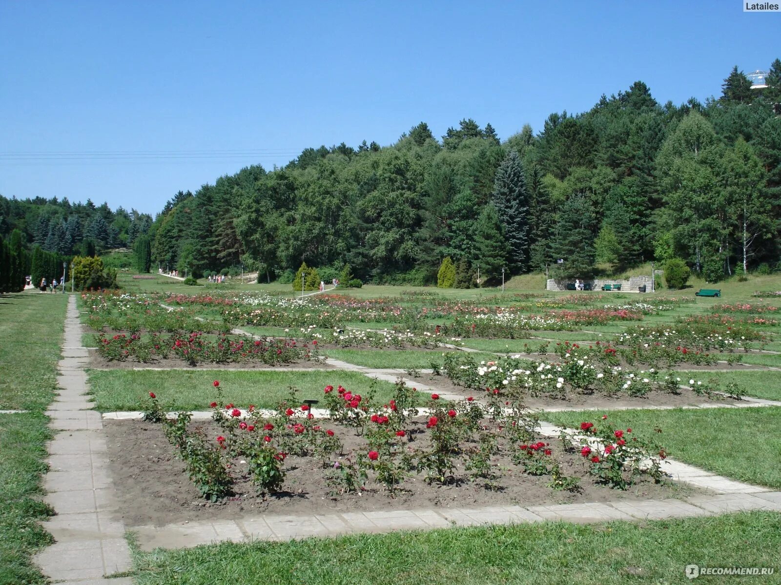 Питомник долина роз в тульской области заокский район. Липецкая долина роз. Долина роз заокский район. Долина роз питомник тульская. Долина роз питомник роз.