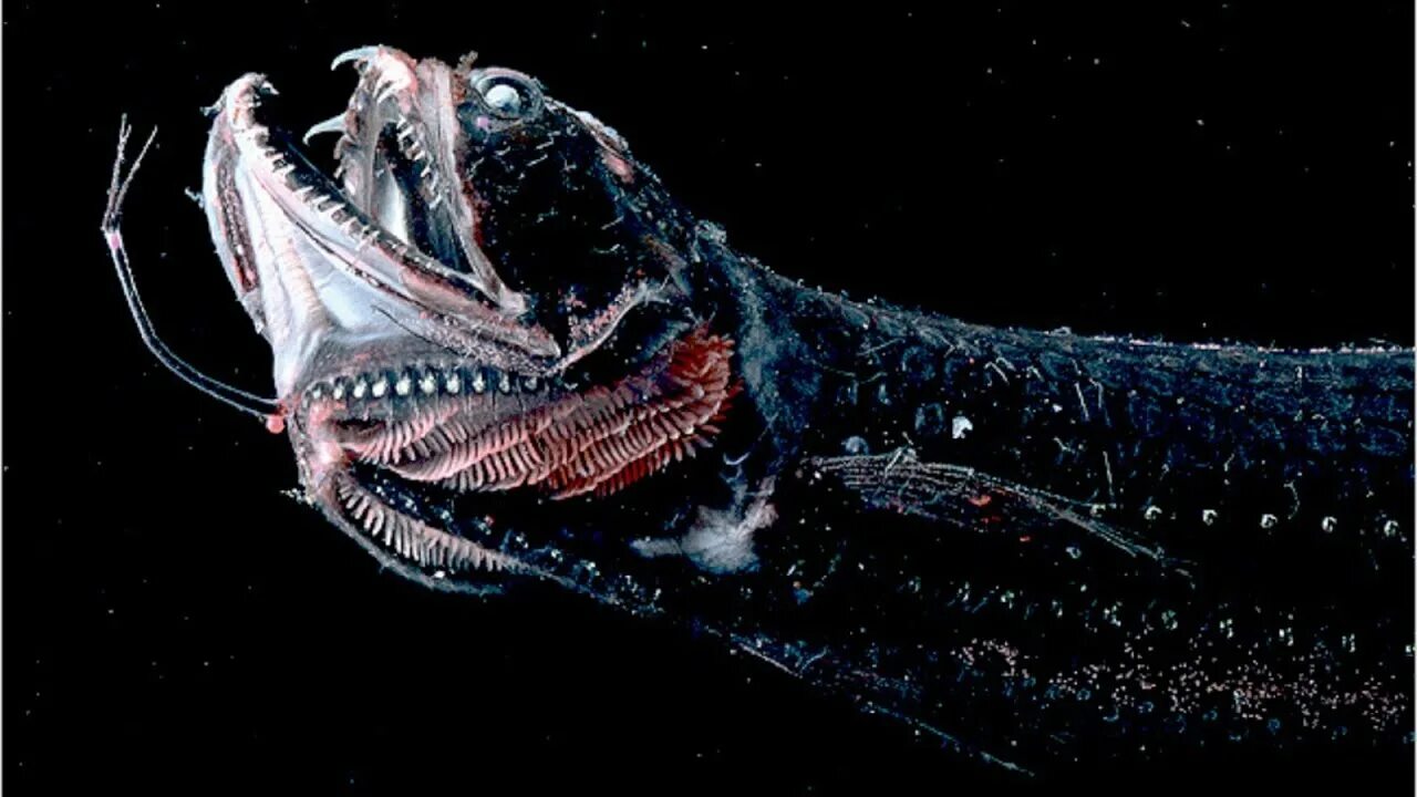 1 the deep sea. Морской дракон идиакант. Глубоководная русалка арт. Марианская впадина удильщик. 1 the deep sea.