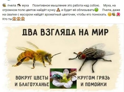 Пчелы и муха ушинский. Д. Д. Рассказ пчелы и муха. Муха и пчела.