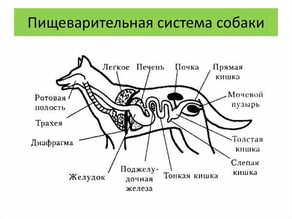 Органы животных 6 класс. Пищеварительная дыхательная и выделительная системы собаки. Строение пищеварительной системы собаки схема. Пищеварительная система млекопитающих собака. Пищеварительная система собаки биология 8 класс.