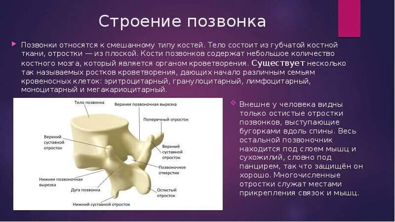 Грудные позвонки тип кости. Строение позвонка. Поясничный позвонок Тип кости. Строение истинного позвонка. Отростки позвонка.