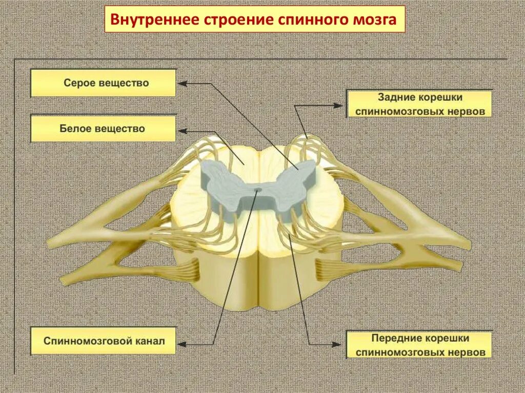 Части серого вещества спинного. Серое вещество и белое вещество спинного мозга. Структура белого вещества спинного мозга. Спинной мозг 3д анатомия. Белое и серое вещество спинного мозга схема.