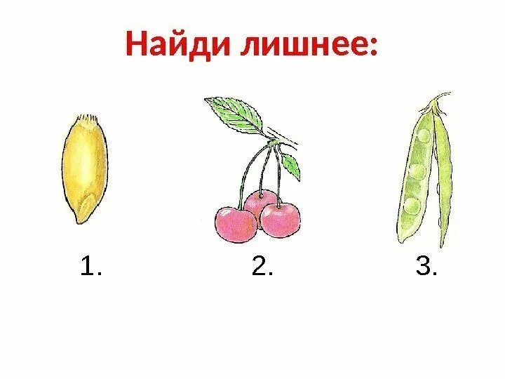 Плод тест 1. Тема "плоды" 5" класс. Оценка нахождение плода. Контрольная работа по теме плод. Объемная поделка на тему распространение плодов.