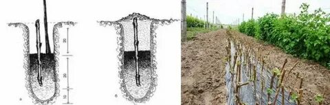Как посадить черенки винограда осенью