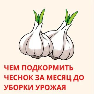 Чем подкормить чеснок при посадке осенью