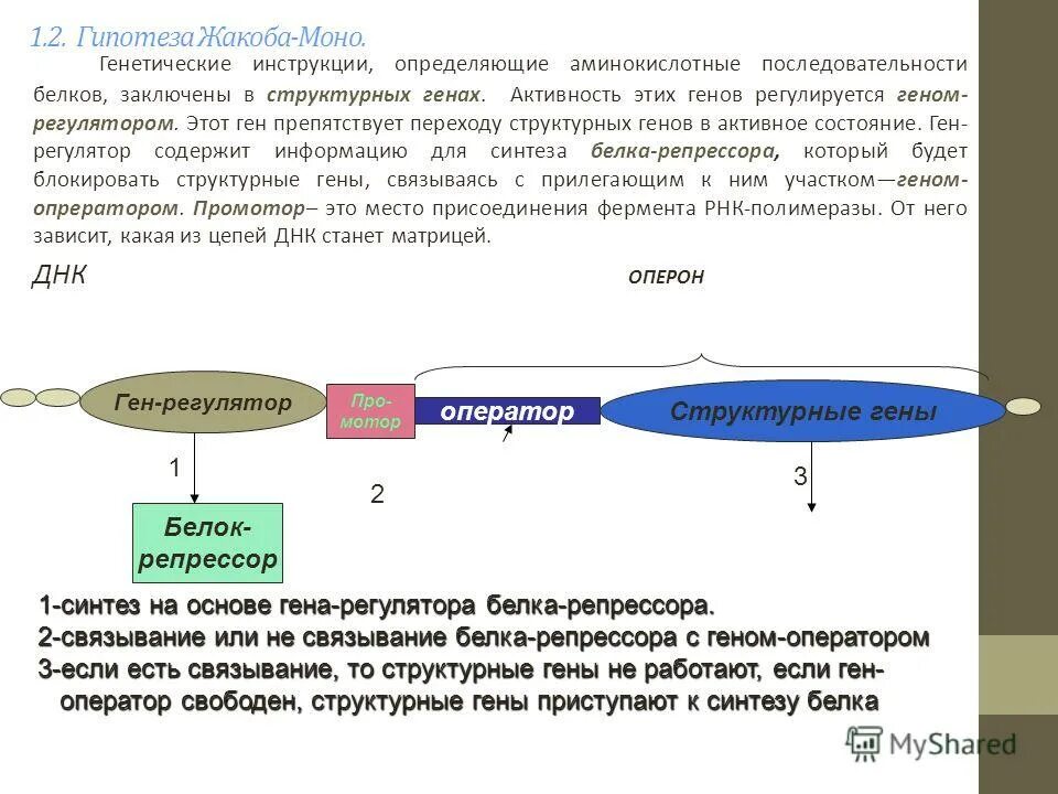 Структура моно. Теория жакоба и моно. концепция регулируемого гена жакоба и моно. гипотеза жаккомбо моно. регуляция биосинтеза белка теория оперона жакоба-моно.
