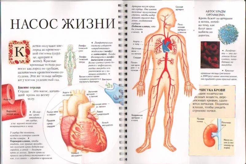 В каком классе изучают анатомию человека. Строение организма сердце. сердце учебник анатомии. анатомия человека детская книга. книга анатомия человека для детей.