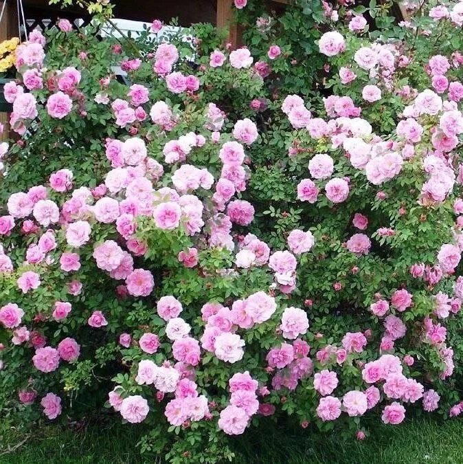 Сорта парковых. Сорта парковых. Сорта парковых. Сорта парковых. Сорта парковых.