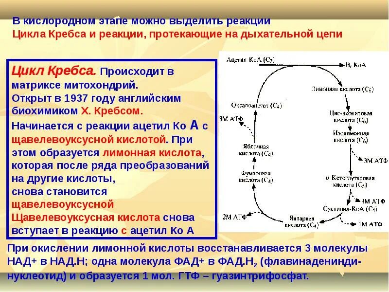 Процесс образования атф в митохондриях. Цикл трикарбоновых кислот ЦТК биохимия. Механизм реакция цикла Кребса. Цикл Кребса реакции кратко. Цикл трикарбоновых кислот цикл Кребса АТФ.