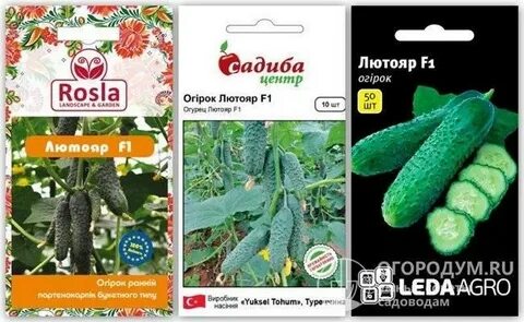 Огурец лютояр