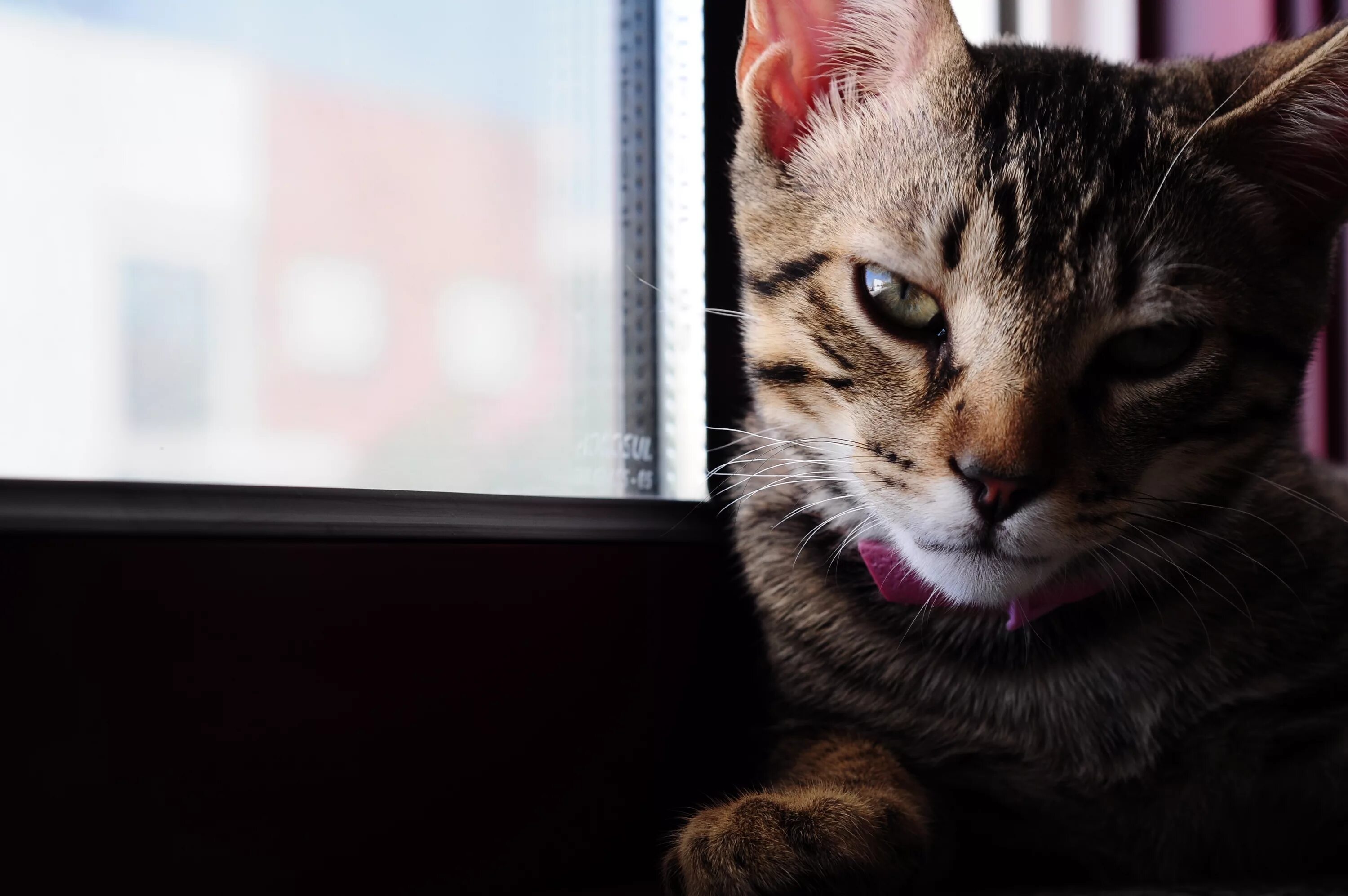 Файлы cat. Файлы cat