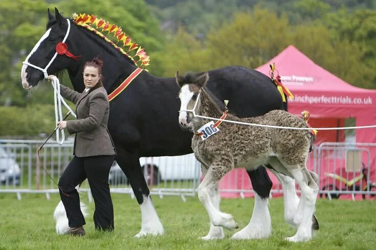 Pin by Kerry Harper on A horse is a horse of course of course Horses, Shire hors