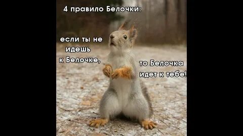 Да это белка