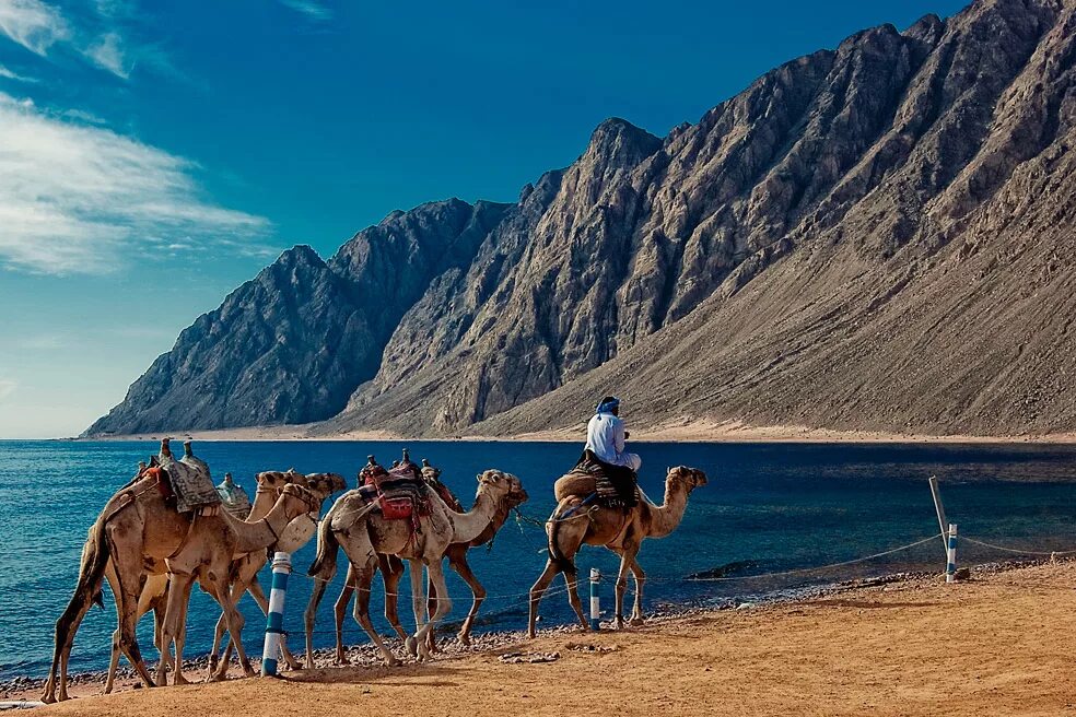 Верблюды Караван. Таджикистан пустыня Караван. Тунис Караван. Синай Верблюды.