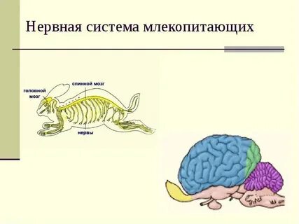 Какой тип нервной системы у млекопитающих