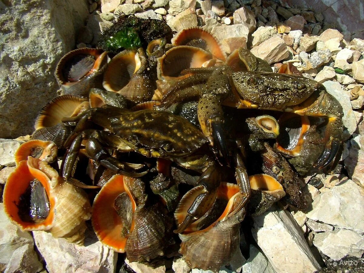 Рапаны в каком море