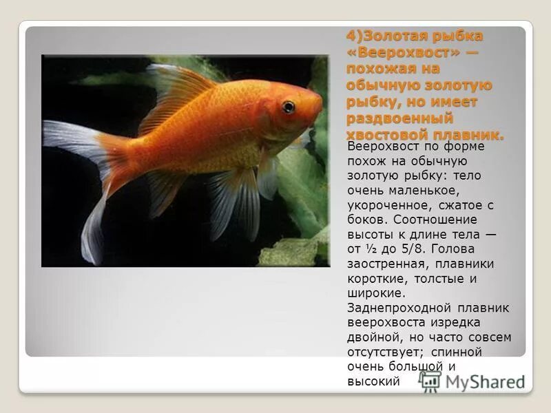 Размножение и развитие рыб. Как часто обновляется рыба. Оружие рыба геншин. Костные рыбы наружное оплодотворение. Схема внешнего оплодотворения рыб.