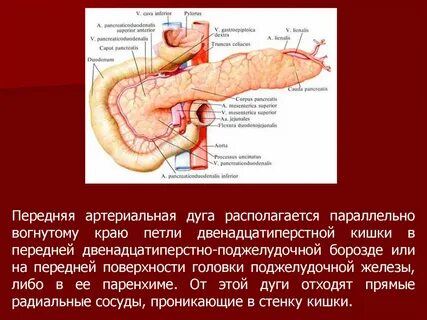 12 перстная анатомия