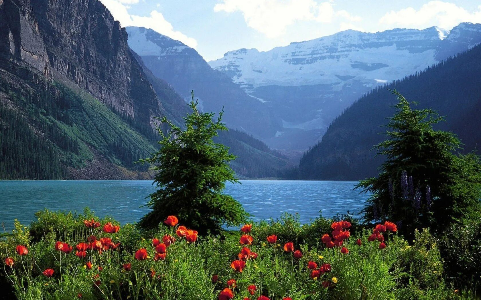 Цветы Канады Банф. Мультинские озера. Швейцария манзаралари. Красивые картинки хорошего качества природа