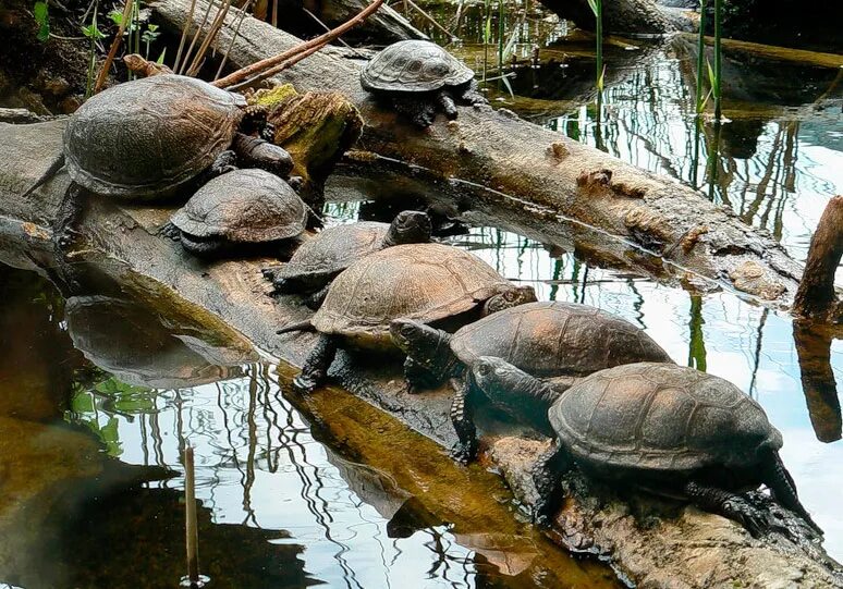 Место обитания большой черепахи. Астраханская Болотная черепаха. Европейская Болотная черепаха. Среднеазиатская Болотная черепаха. Европейская Болотная черепаха (Emys orbicularis).