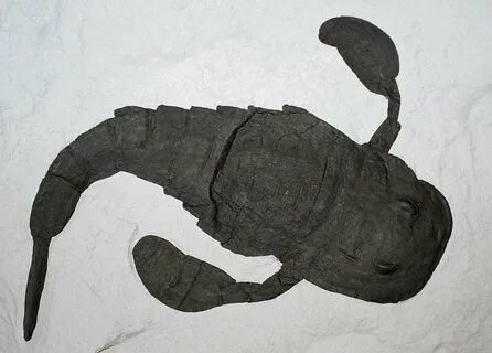 Scorpion 55