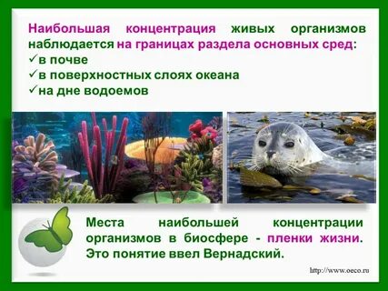 Биосфера среда жизни