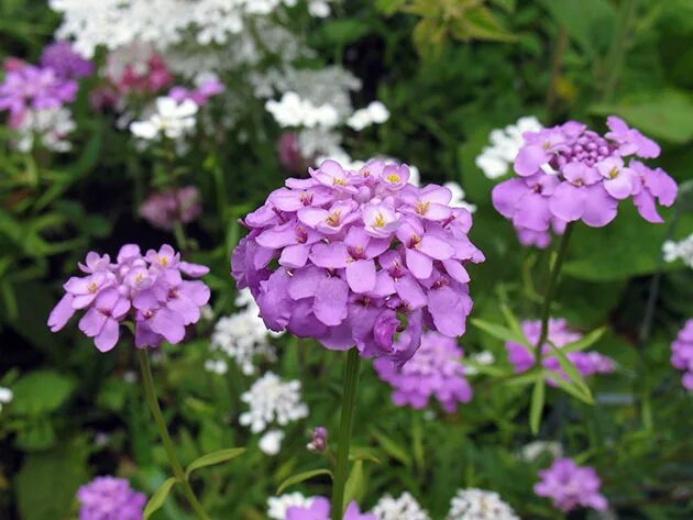 иберис аметист. иберис зонтичный однолетник. иберис зимующий. иберис зонтичный выращивание из семян. иберис зонтичный выращивание из семян.