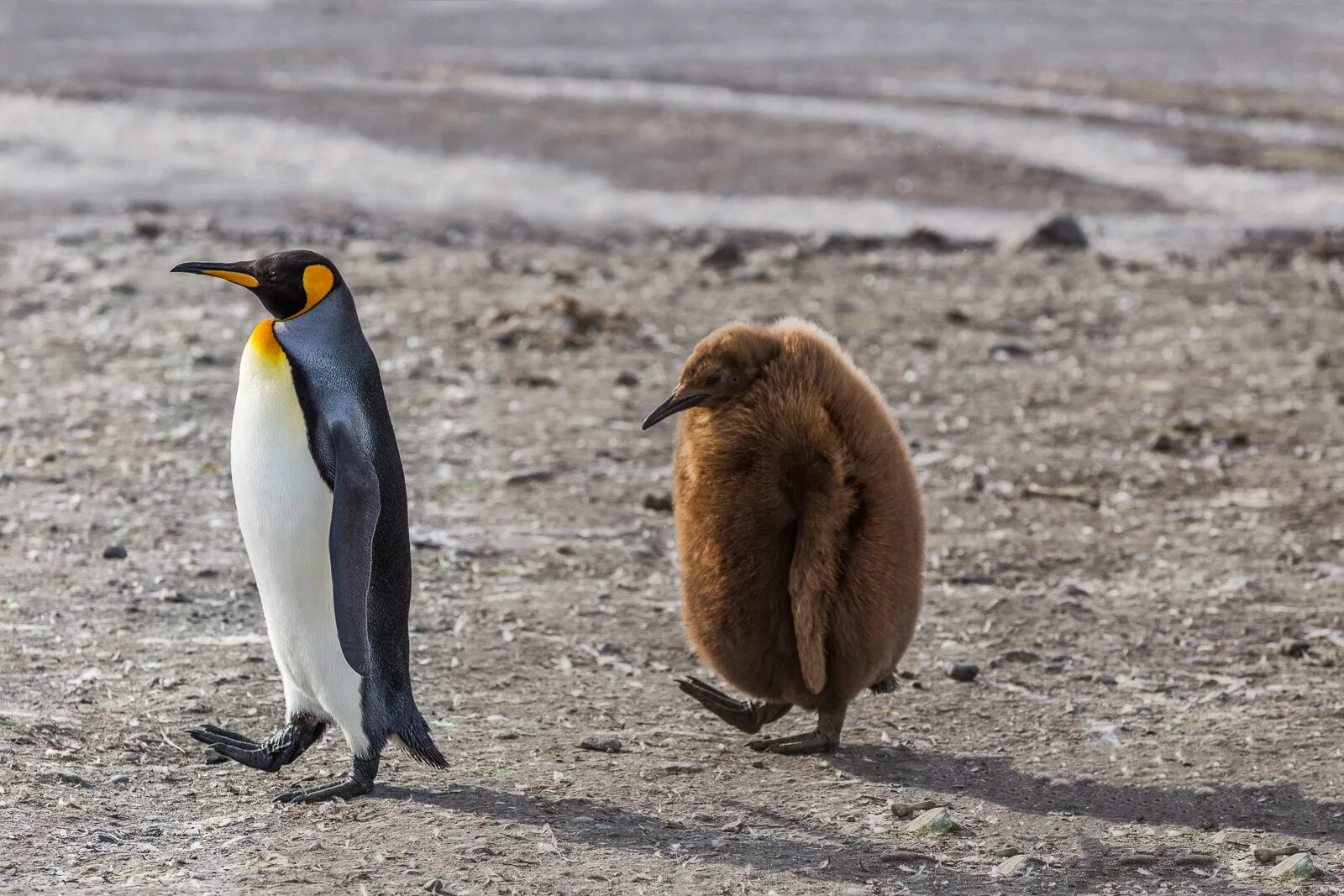 Пара пингвинов. Смешные пингвины. Пингвины любовь. Пингвин. Два пингвина.