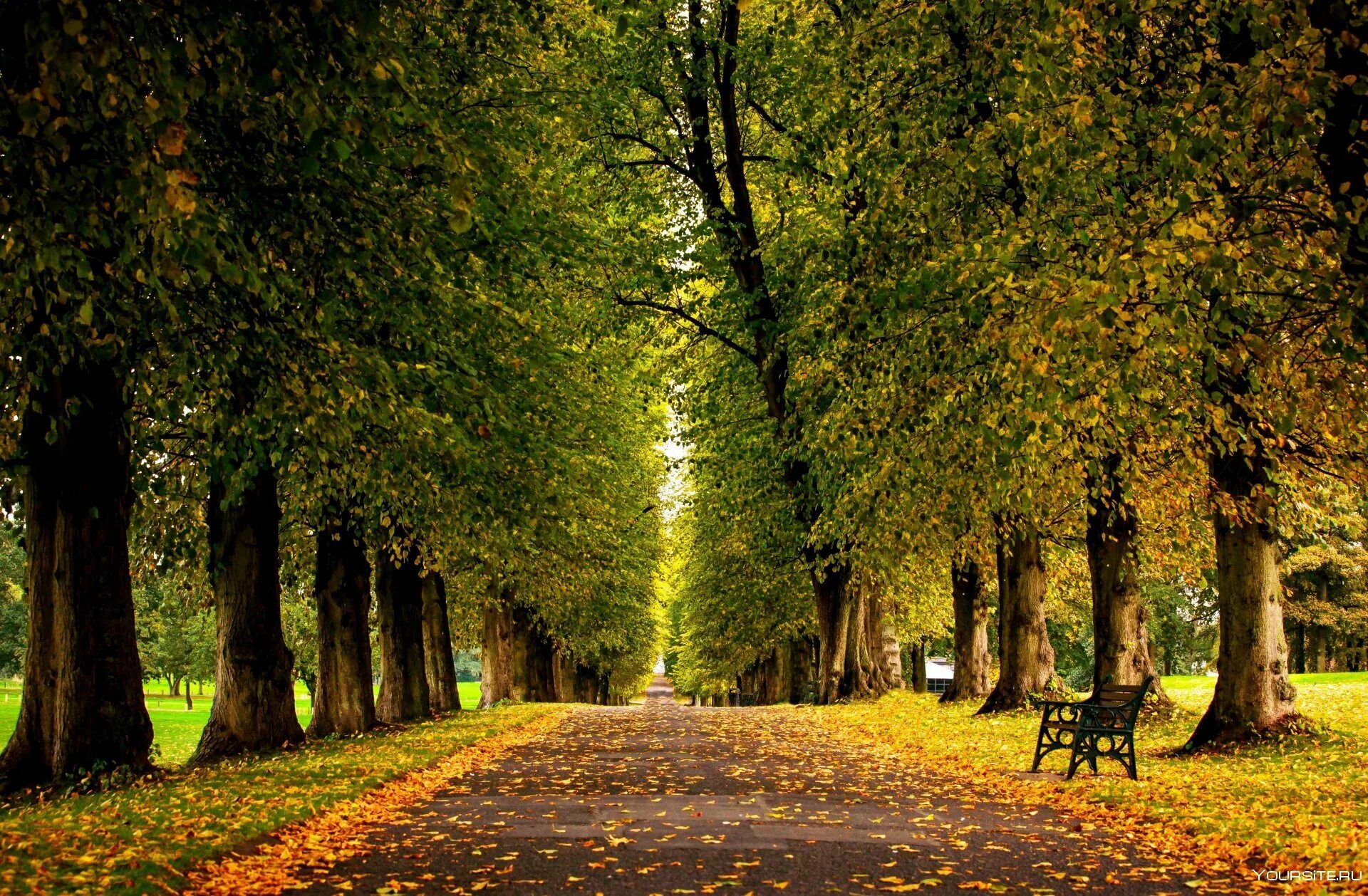 Парк Стоу прогулочная аллея. Осенняя аллея штат Орегон. Липовая аллея Коломенское.