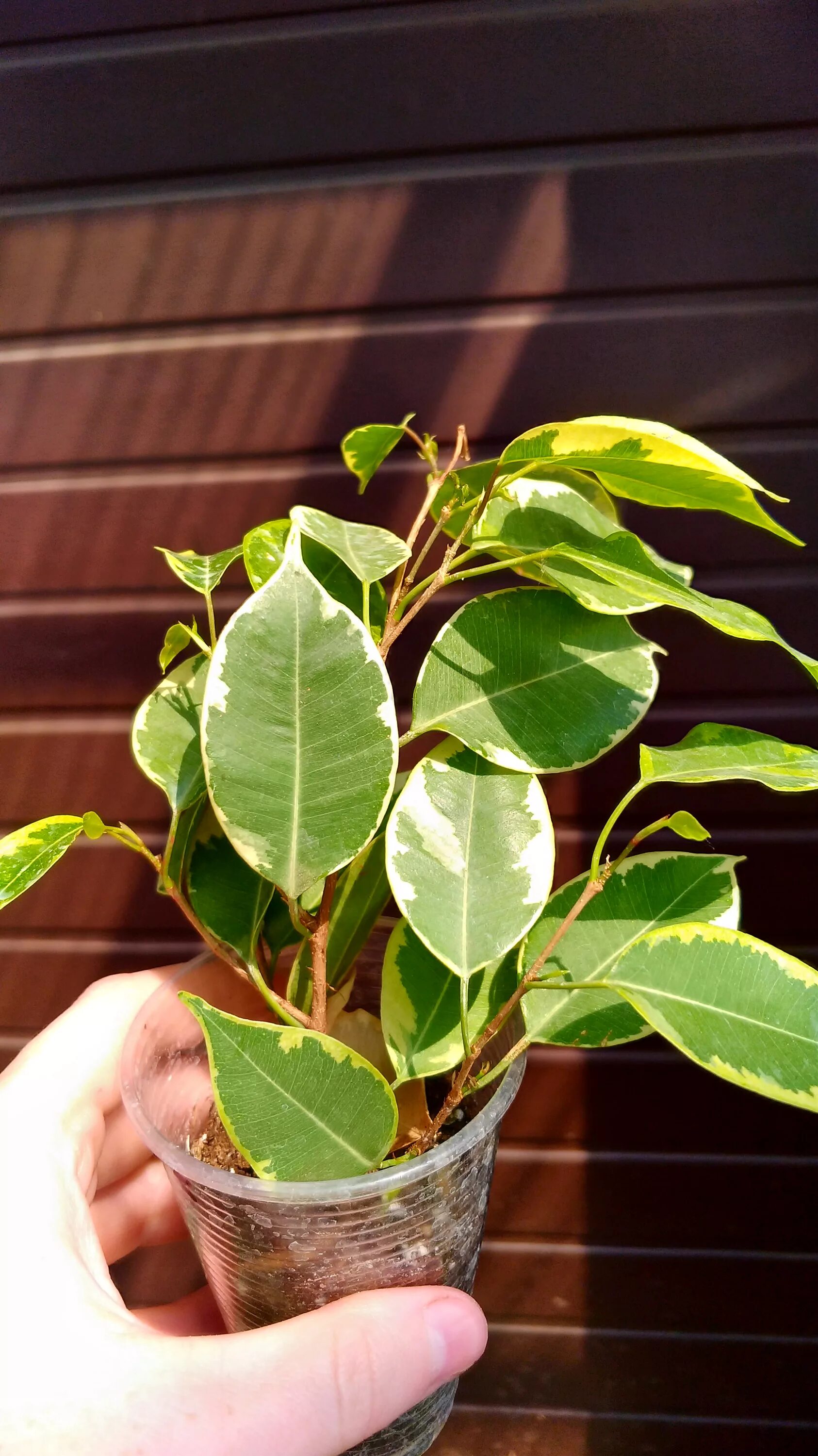 Фикус бафт. Фикус бенджамина голден. Фикус бафт. Фикус голден кинг. Фикус бенджамина бафт.