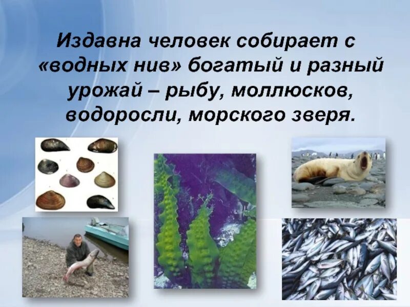 Некоторых животных люди издавна