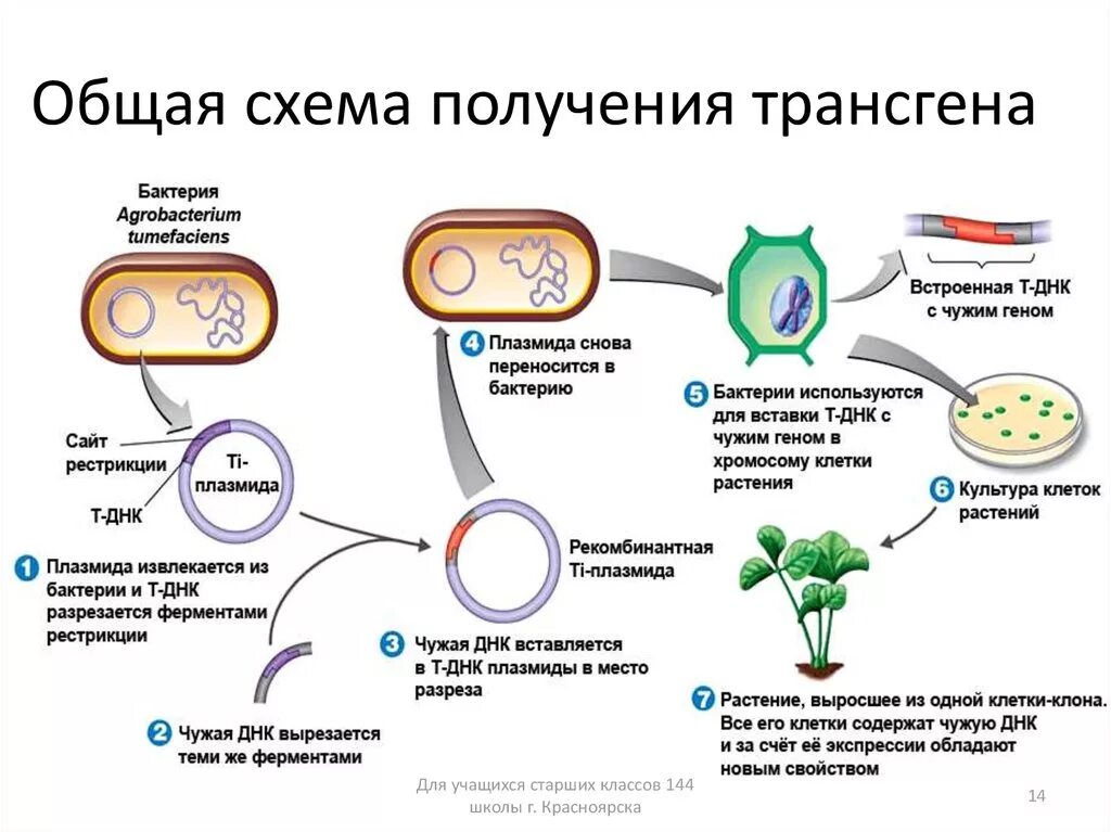 Генная модификация схема. Схема получения трансгенных растений. Получение трансгенов схема. Схема клонирования растительной клетки. Последовательность этапов создания нового штамма бактерий