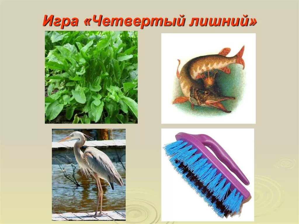 Презентация ч щ