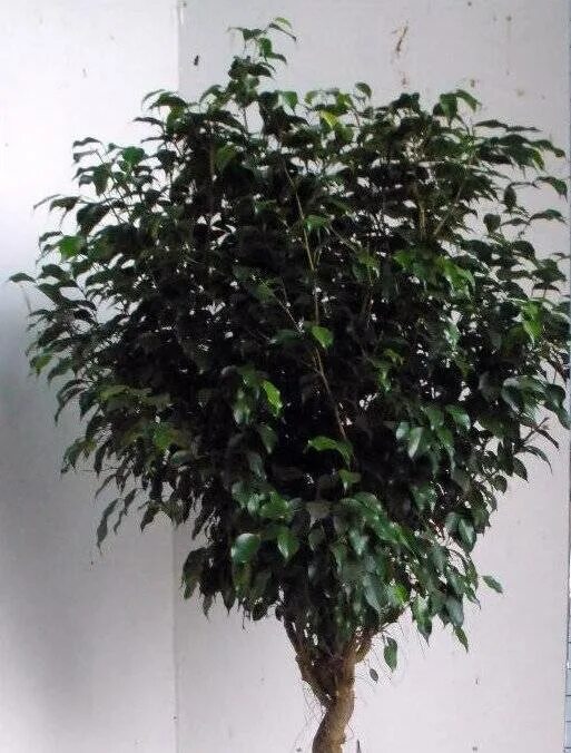 Фикус бенджамина чтобы был пушистый. Фикус бенджамина экзотика штамбовый. Почему не растет фикус в домашних условиях. Витамины для фикуса бенджамина. Фикус бенджамина кронирование.