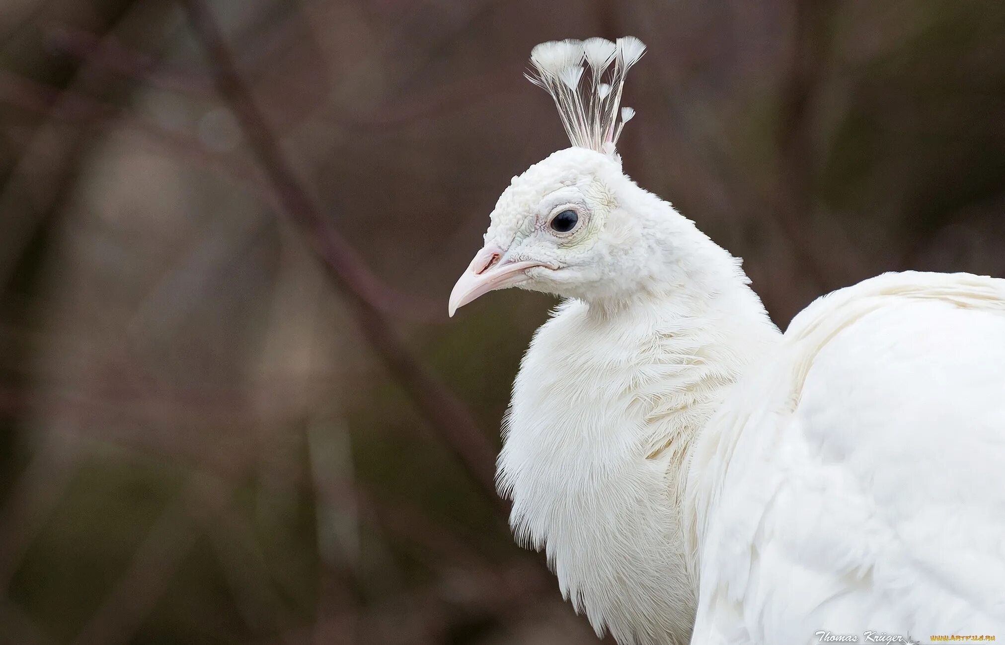 Птица венценосный журавль. Гребень у курицы. Белая хохлатая цапля. Крылья венценосного журавля. Сорока альбинос.