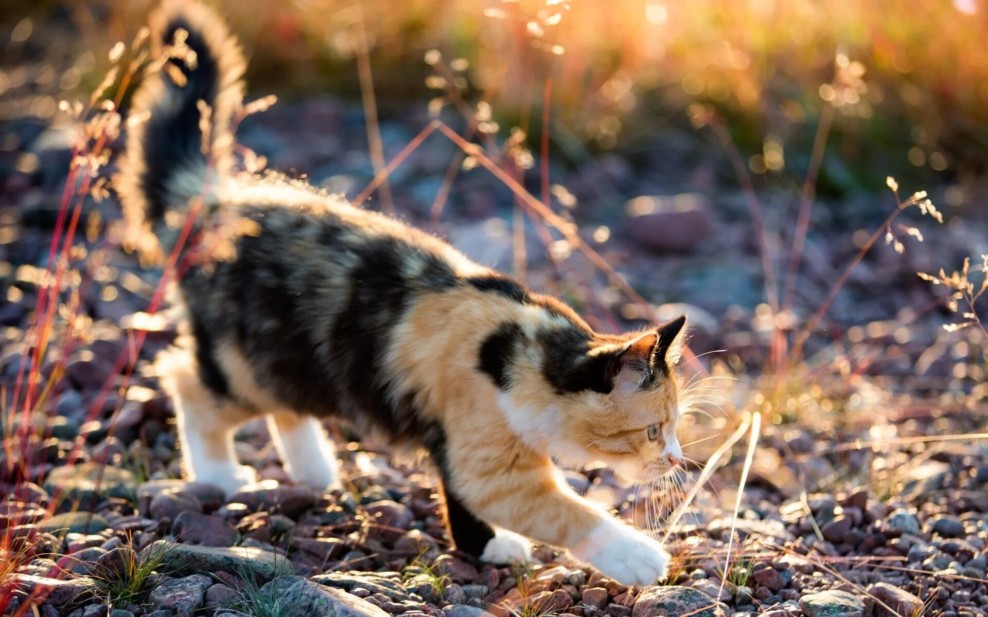 Черепаховая кошка Калико. Трехшерстная кошка Калико. Американская жесткошерстная кошка трехцветная. Черепаховая кошка Калико на природе.