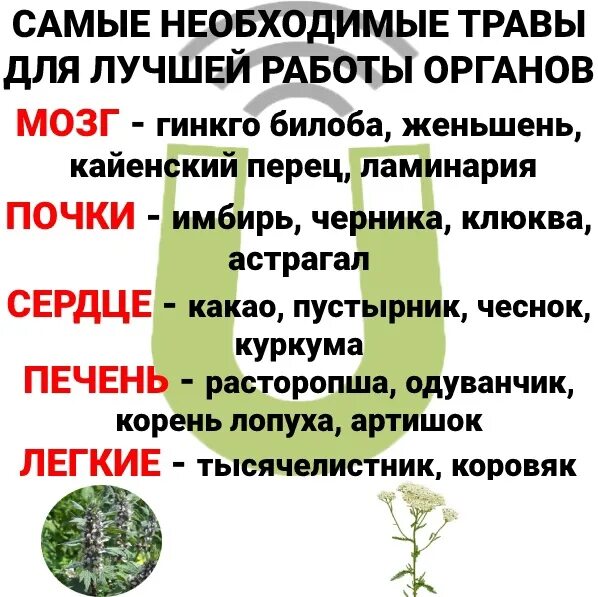 Лучшие травы для мозга. Мозгового. Травы для улучшения кровообращения. Для. Мозгового.