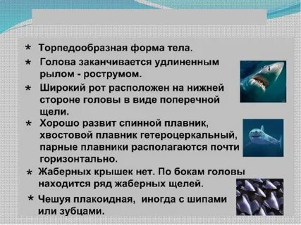 Характерные признаки акул